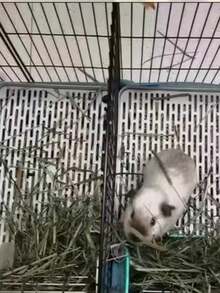 1个小型宠物双层防倾倒防漏猫砂盆，带可拆卸网格，易于清洁，适用于兔子、豚鼠、仓鼠、雪貂和其他小型宠物全年排泄和喂食。 - C-白色 - 查看 8