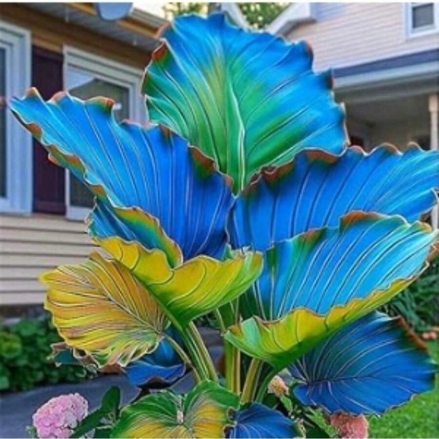 400 Of Elephant Ear Taro, Easy-To-Raise Turtle Bamboo, Two-Color Turtle Bamboo, Turtle Bamboo Spider Orchid, Spider Orchid Plant , Suitable For Indoor Potted Plants And Outdoor Gardens With Rich Leaves - 400 - 查看 1