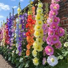 Hollyhock Flowering Planting - 1100+Mixed Colors Flower  Planting,Non-GMO,Indoor Or Outdoor Gardens - 1100 - 查看 1
