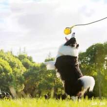 Dog Toy Ball, Pet Dog Chew Toy, Anti-Bite Durable Ring, Teeth Grinding, Anti-Bite Floating Water Relief Tool, Pet Toy - Multicolor - View 2