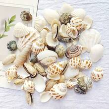 100g/125g Natural Mixed Ocean Shells, Unique Assorted Seashells Suitable For Bottom Decoration, Wind Chime Making, Indoor Fish Tank Decoration Shells, Exquisite Handmade DIY Materials, Holiday Decoration, Halloween Decoration - Set - View 4
