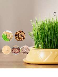 50个全新无土水培种植盒，菠萝形小麦草种植盒，适合家庭宠物零食 - 健康天然零食，增进与宠物的感情。 - 均碼 - 查看 4