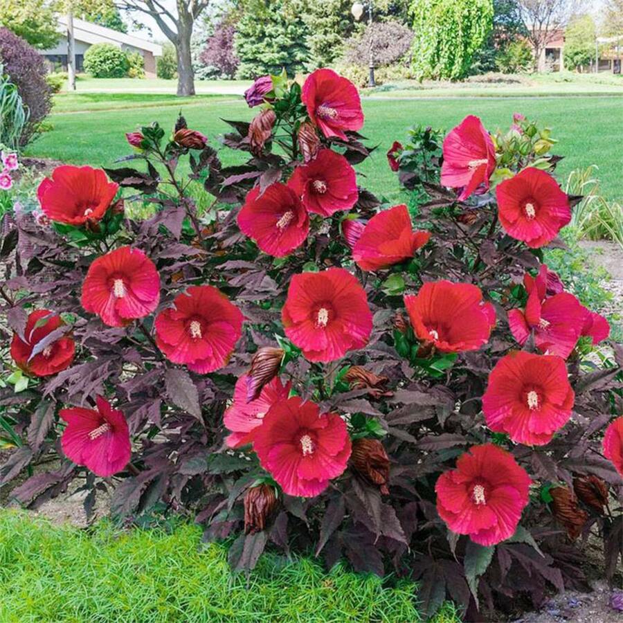 558 Plant , Perennial Hibiscus Wood, Flowering Flowers For Outdoor Cultivation-Non-Gmo Annual Flower Inherited From Ancestors, Ideal For Low-Maintenance Gardens And Attracting Butterflies And Bees - 558 - 查看 1