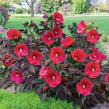558 Plant , Perennial Hibiscus Wood, Flowering Flowers For Outdoor Cultivation-Non-Gmo Annual Flower Inherited From Ancestors, Ideal For Low-Maintenance Gardens And Attracting Butterflies And Bees - 558 - 查看 5