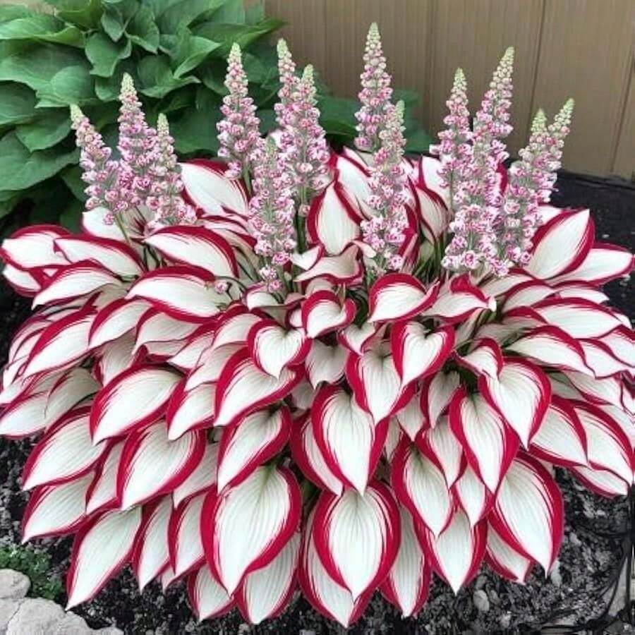 Hosta Plant 100Pcs White Red - 變體1 - 查看 1