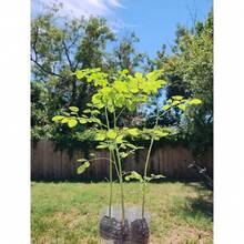 Moringa Trees 25Pcs Grown Non-GMO - Miracle Tree - Variant1 - View 2