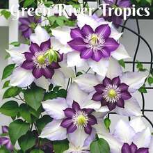 White Purple Clematis Heirloom, Climbing Perennial For Trellis/Balcony - 25 , Hardy Zone 5, USDA Organic, Beginner Approved, Windowsill Optimized - 種子 - 查看 1