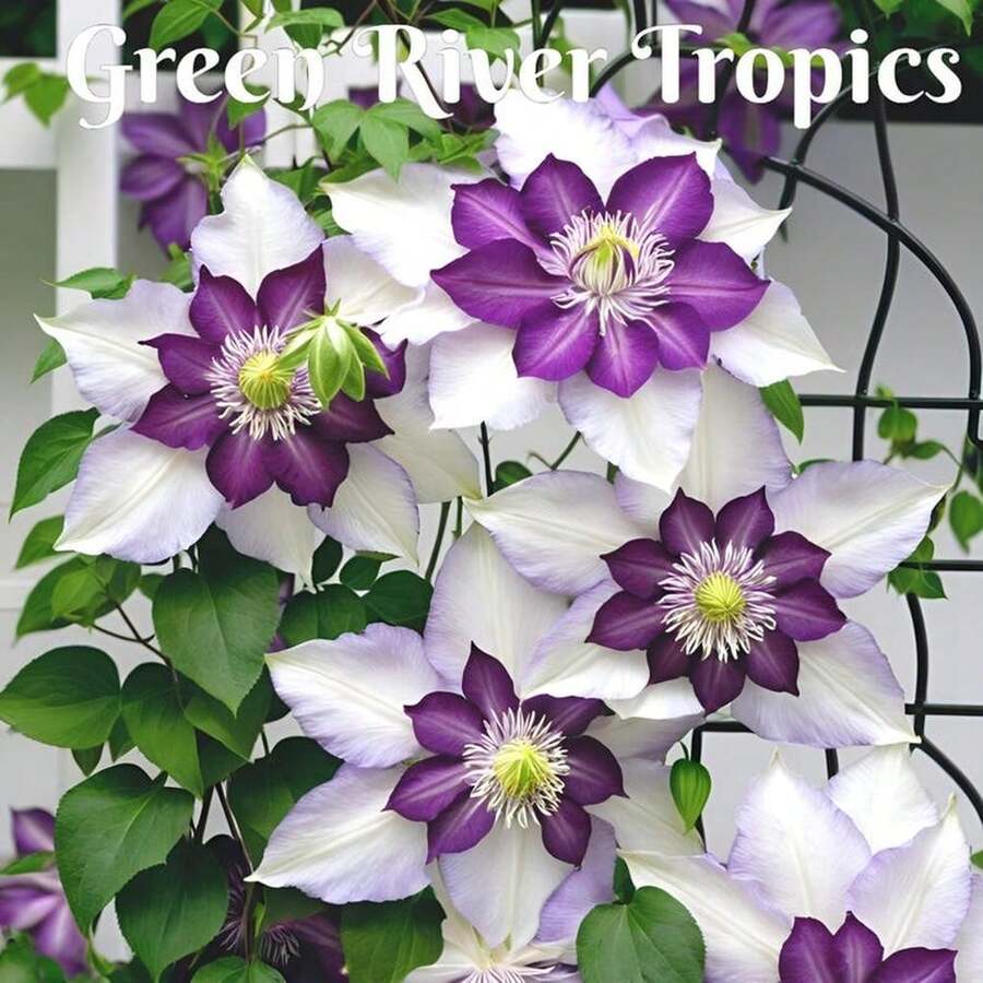 White Purple Clematis Heirloom, Climbing Perennial For Trellis/Balcony - 25 , Hardy Zone 5, USDA Organic, Beginner Approved, Windowsill Optimized - 種子 - 查看 1