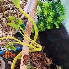 一套寄居蟹攀爬玩具、蜥蜴攀爬绳、爬行动物梯子配件、水族箱/陆生动物饲养箱藤蔓装饰 - 蜥蜴/壁虎/蛇/石龙子栖息地装饰 - 查看 6