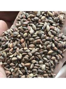 200+ Rainbow Hosta-Style See,Ds – Rare Perennial Shade Garden Plants Non-GMO - 預設 - 查看 5
