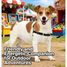 Charcoal Small Dog Harness, No-Pull Control, US Bestseller For Daily Walks - 預設 - 查看 1