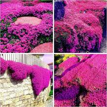 20,000 Creeping Thyme Plants S For Planting Perennial Ground Cover Heirloom Flower Plants S - 2000 Seeds - View 4