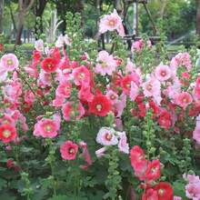 Hollyhock Flowering Planting - 1100+Mixed Colors Flower  Planting,Non-GMO,Indoor Or Outdoor Gardens - 1100 - 查看 3