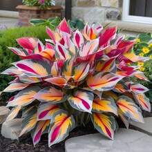 100Plants Plants S Hosta Plant Plants S Perennial Flowers Tree Plants S - 1 - 查看 3