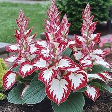 Hosta Plant 100Pcs White Red - 變體1 - 查看 5