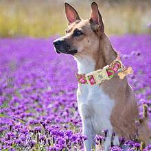 Kalung Anjing Ekor Kecil yang Elegan, Kalung Hewan Peliharaan Lembut yang Lucu dan Dapat Diatur - Hot Pink - View 7