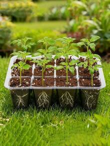 12-Cell Reusable Durable Seed Sprouting Tray With Drainage Holes, Transparent For Easy Root Observation, Allows Transplanting Without Damaging Roots - Multiple Styles - View 2