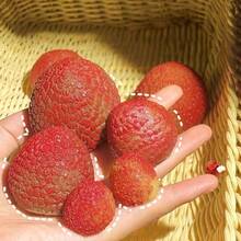 1pc Creative Simulated Lychee Squeeze Soft Fruit Stress Relief Lychee - Multicolor - View 5