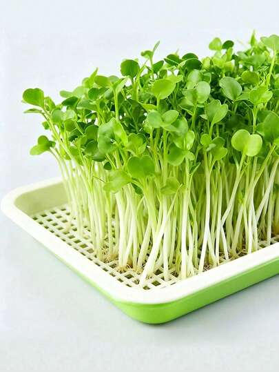 Seed Sprouting Tray Set With Hydroponic Growth System - Plastic Seed Sprouting Tray With Drainage Holes, Cover And Grid Tray, Suitable For Peas, Beans, Wheat, Vegetables, Herbs - Ideal For Urban Farming, Balcony, Windowsill Gardening