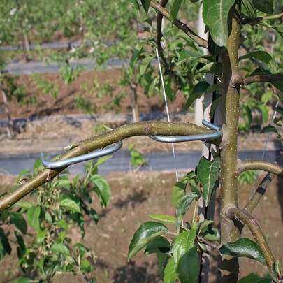 5pcs Metal Branch Pruner, Gardening Floral Shaping Tool, M-Shaped Fruit Tree Branch Puller, Branch Separator, Suitable For Upright Branches And Side Branches, Branch Shaping And Bending Tool, Fruit Tree Branch Bender, The Perfect Mother's Day Gift