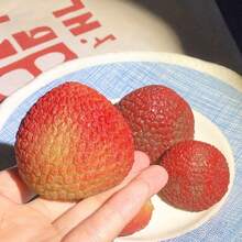 1pc Creative Simulated Lychee Squeeze Soft Fruit Stress Relief Lychee - Multicolor - View 4