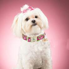Kalung Anjing Ekor Kecil yang Elegan, Kalung Hewan Peliharaan Lembut yang Lucu dan Dapat Diatur - Hot Pink - View 6