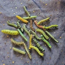 5pcs Realistic For CATERPILLAR Hair Clips Prank - Creepy Crawly Plastic Worm Hairpins Suitable For Halloween, Christmas Parties, Graduations & Events - Funny Practical Joke For & S - 5Pcs - View 2