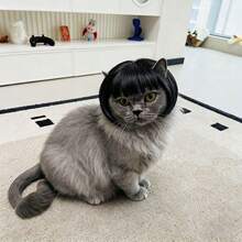 Tóc giả kiểu thú cưng cho mèo, chó, chó poodle - Màu đen tự nhiên - Xem 5