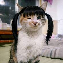 Bộ tóc giả cho mèo và chó với hai bím tóc và mái, trang phục thú cưng ngộ nghĩnh, phụ kiện chụp ảnh theo phong cách người nổi tiếng trên mạng xã hội. - Màu đen tự nhiên - Xem 3