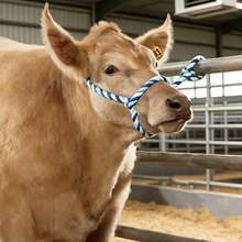 小牛绳，牛头套，可调节结，现代风格小牛头套 - 查看 6