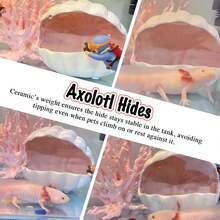 Large Cute Ceramic Aquarium Decor, Shell Shaped Fish Tank Hiding Cave, Suitable For Fish To Play Or Hide, Pink - Happy Aquarium - View 4