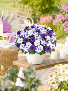 1 pezzo profumo artificiale di convolvolo, fiore di seta per esterni, convolvolo in miniatura resistente ai raggi UV, aspetto realistico, adatto per portico, stanza, casa, decorazione di vasi, viola e bianco - Blu e Bianco - Visualizzare 2