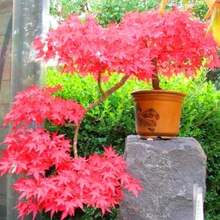 Japanese Red Maple Tree, Specially Cultivated For Garden Decoration, Outdoor Flowering PlantsHalloween - Christmas - Mother's Day - Valentine's Day - Jewelry Gifts - 50株/盆 - 查看 3