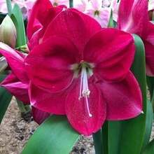Authentic Hippeastrum Bulbs, Fragrant Double-Petaled Large Flowers, Flowering In All Seasons, Planted Indoors And Outdoors, Cold-Resistant And Drought-Tolerant Flowers, Potted Plants - 500粒種子 - 查看 7