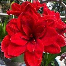 Authentic Hippeastrum Bulbs, Fragrant Double-Petaled Large Flowers, Flowering In All Seasons, Planted Indoors And Outdoors, Cold-Resistant And Drought-Tolerant Flowers, Potted Plants - 500粒種子 - 查看 5