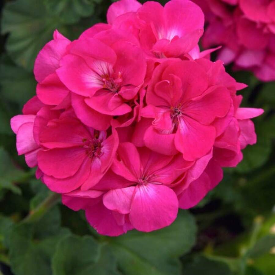 BIG GARDEN Semillas de geranio Amy 100 granos flores artificiales para decoracion plantas artificiales para decorar flores macetas para plantas macetas plantas - Multicolor - Ver 1