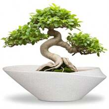 Maceta para árbol de bonsái de cerámica de 12 pulgadas con orificio de drenaje macetas modernas para suculentas para interiores y exteriores maceta decorativa para decoración del hogar - Blanco  negro - Ver 8