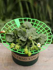 Strawberry Plant Support - Easy To Assemble, No Power Needed, Perfect For Garden Vegetable Patch Plant Healthy Growth - A - View 6