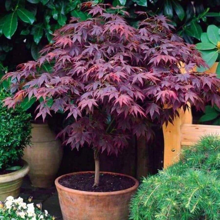 Japanese Red Maple Tree, Specially Cultivated For Garden Decoration, Outdoor Flowering PlantsHalloween - Christmas - Mother's Day - Valentine's Day - Jewelry Gifts - 50株/盆 - 查看 1