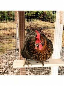 1 món đồ chơi đu quay hình gà bằng gỗ, thang leo lớn, đồ chơi giải trí cho thú cưng. - Xem 3