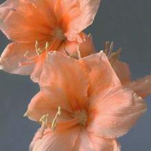Authentic Hippeastrum Bulbs, Fragrant Double-Petaled Large Flowers, Flowering In All Seasons, Planted Indoors And Outdoors, Cold-Resistant And Drought-Tolerant Flowers, Potted Plants - 500粒種子 - 查看 3