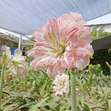 Authentic Hippeastrum Bulbs, Fragrant Double-Petaled Large Flowers, Flowering In All Seasons, Planted Indoors And Outdoors, Cold-Resistant And Drought-Tolerant Flowers, Potted Plants - 500粒種子 - 查看 4