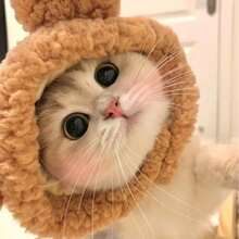Cute Cat Accessories For Halloween, Suitable For 2-7kg Pets, Christmas Pet Headwear White Rabbit Pet Headwear, Cat Dog Universal Internet Celebrity Rabbit Hat, Cute Rabbit Pet Photo Props Headwear For Halloween - White - View 5