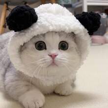 Cute Cat Accessories For Halloween, Suitable For 2-7kg Pets, Christmas Pet Headwear White Rabbit Pet Headwear, Cat Dog Universal Internet Celebrity Rabbit Hat, Cute Rabbit Pet Photo Props Headwear For Halloween - White - View 4