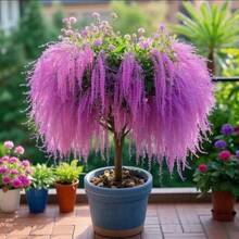 100 Tassel Saplings, Flower Plants, Green Plants Are Fragrant In All Seasons, Indoor And Outdoor Balconies And Courtyards Are Good For Mosquito RepellentHalloween - Christmas - Mother's Day - Valentine's Day - Jewelry Gifts - 100 - 查看 7