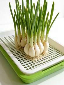 Sprouting Seed Sprouting Kit With Sprouting Tray And Base - Compact Sprouting System For Peas, Beans, Wheat, Pet Grass - Green Sprouting Cultivator With Drainage Holes (Seeds Not Included) - Multicolor - View 3