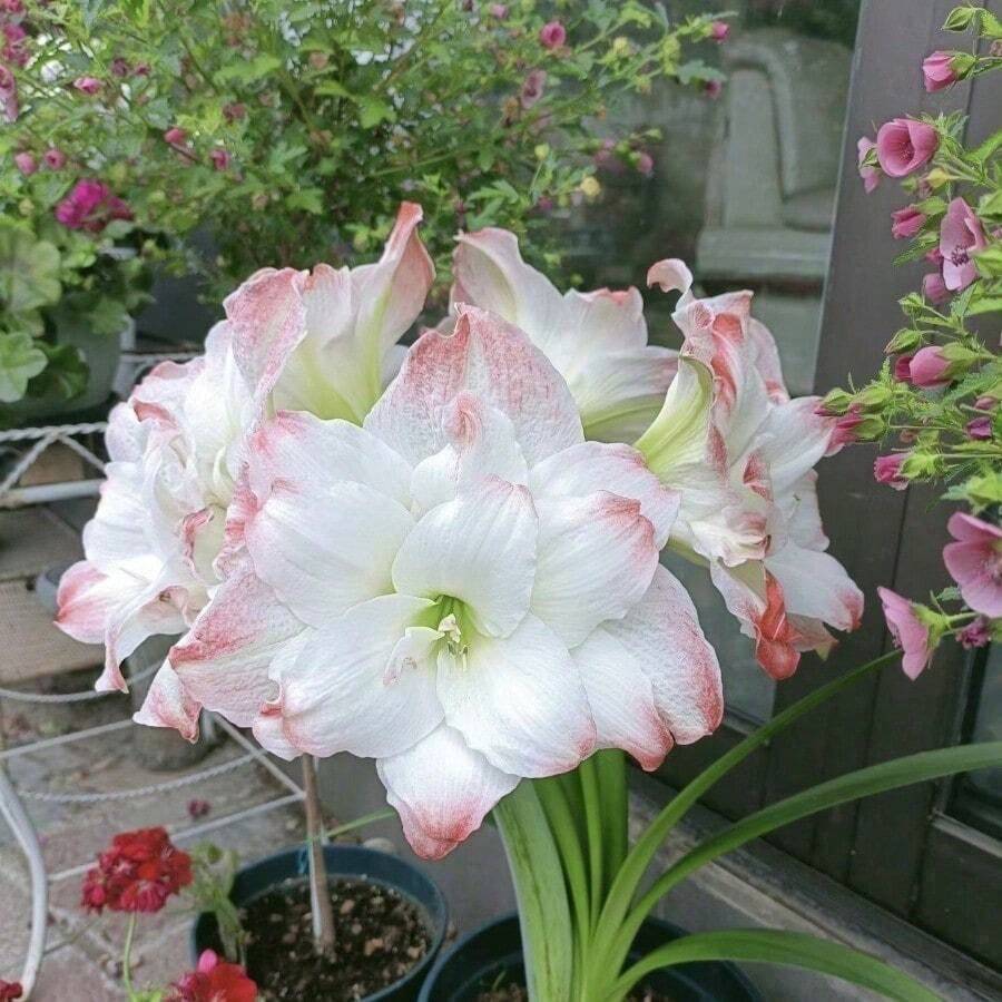 Authentic Hippeastrum Bulbs, Fragrant Double-Petaled Large Flowers, Flowering In All Seasons, Planted Indoors And Outdoors, Cold-Resistant And Drought-Tolerant Flowers, Potted Plants - 500粒種子 - 查看 1