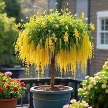 100 Tassel Saplings, Flower Plants, Green Plants Are Fragrant In All Seasons, Indoor And Outdoor Balconies And Courtyards Are Good For Mosquito RepellentHalloween - Christmas - Mother's Day - Valentine's Day - Jewelry Gifts - 100 - 查看 8