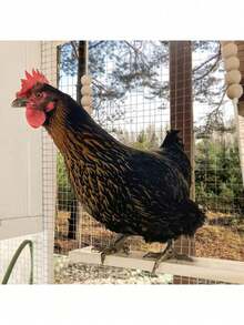 1 món đồ chơi đu quay hình gà bằng gỗ, thang leo lớn, đồ chơi giải trí cho thú cưng. - Xem 4