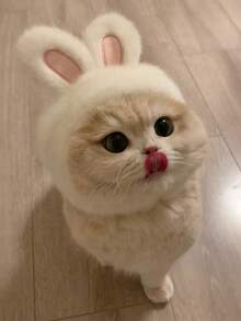 Cute Cat Accessories For Halloween, Suitable For 2-7kg Pets, Christmas Pet Headwear White Rabbit Pet Headwear, Cat Dog Universal Internet Celebrity Rabbit Hat, Cute Rabbit Pet Photo Props Headwear For Halloween - White - View 1